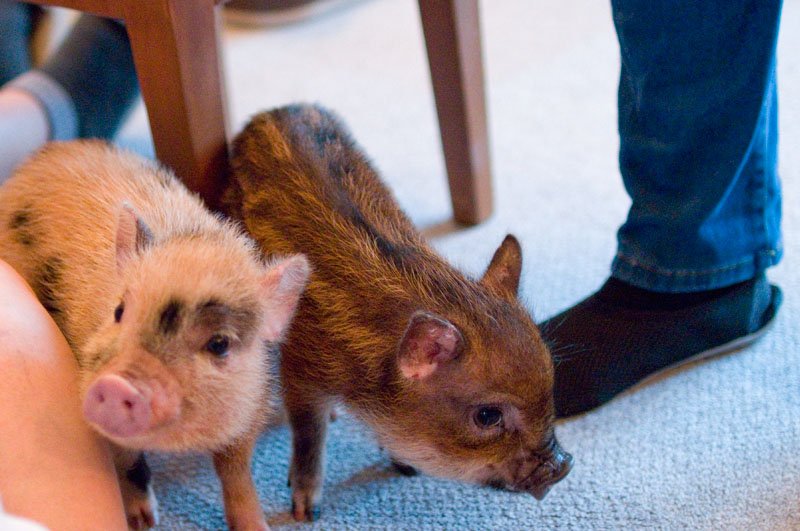 🐷 마이피그 카페 메구로점 (mipig cafe 目黒店) 이미지 4